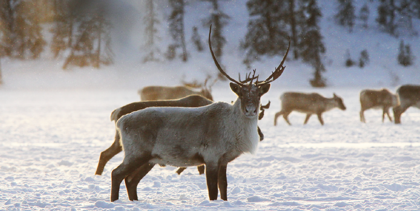 A herd of reindeer crossing a snowy field