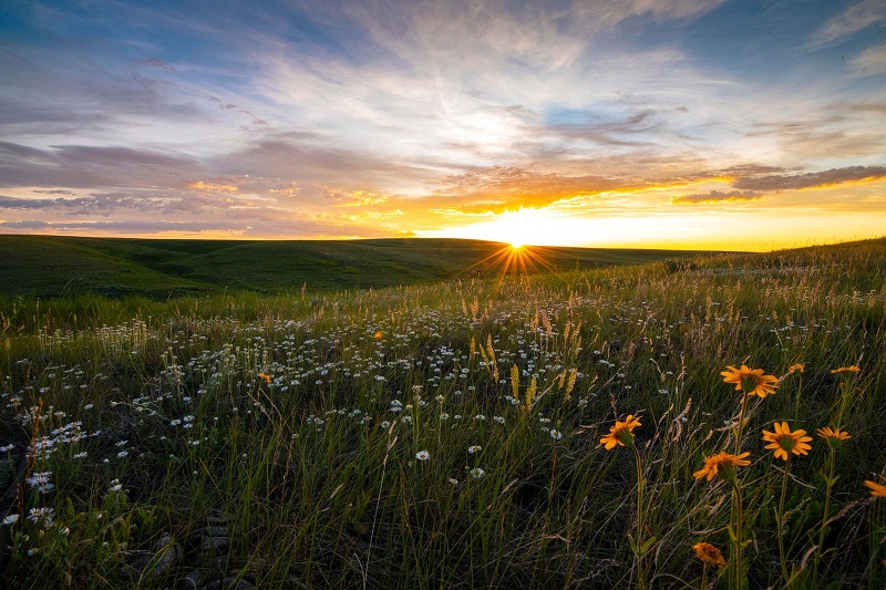 The sun rising over a field of wild flowers