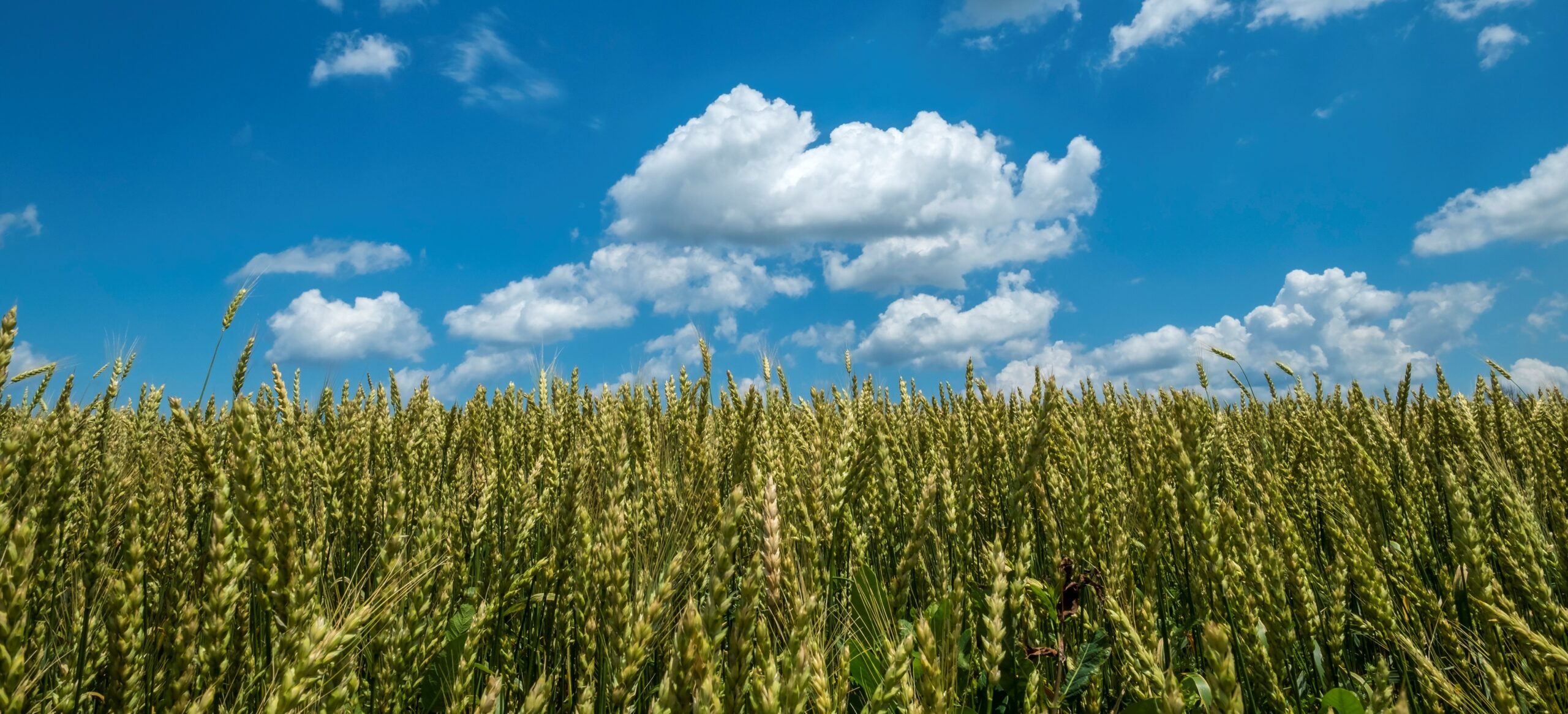 Weston Family Soil Health Initiative | Weston Family Foundation